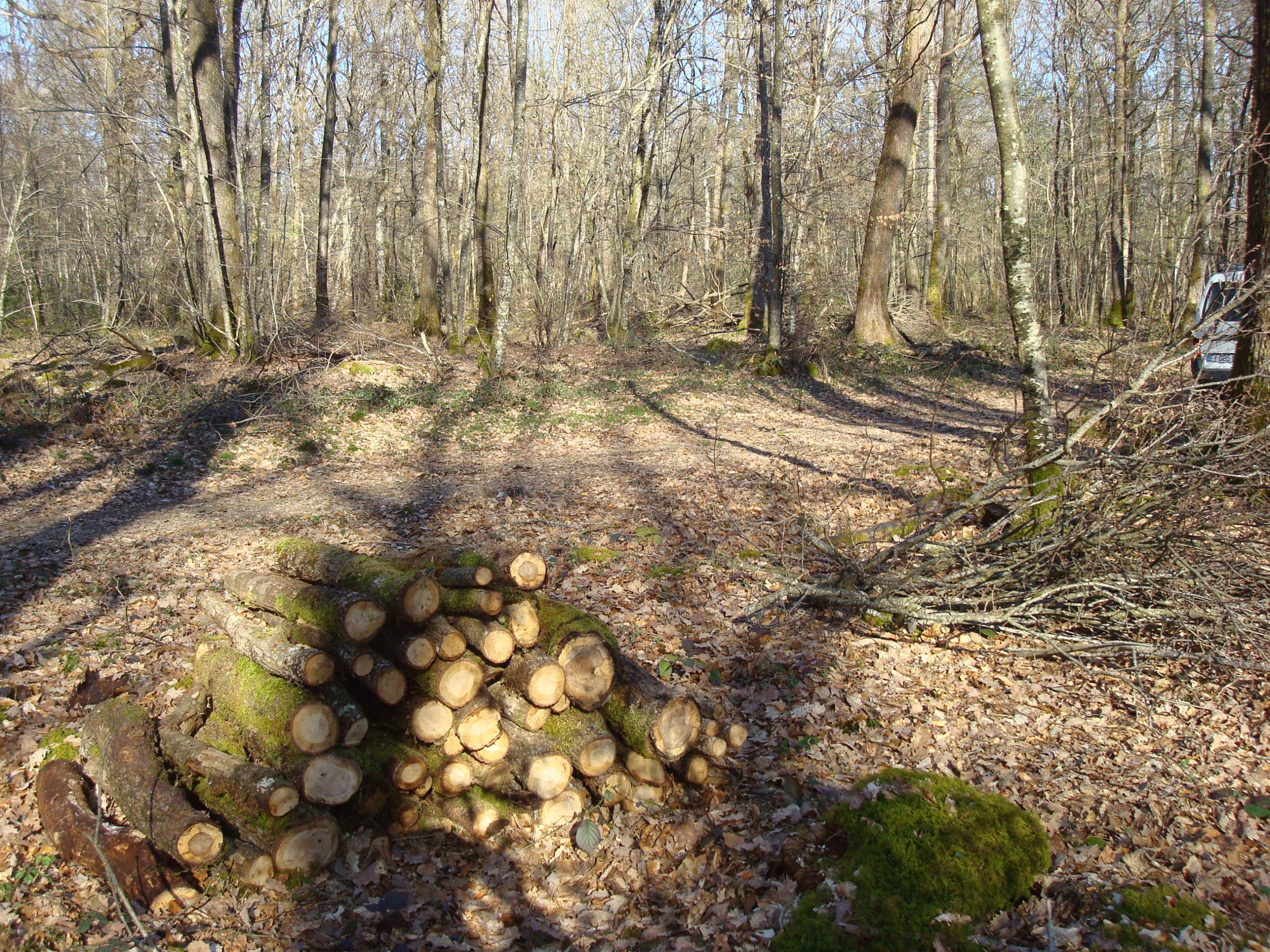 Travaux forestiers - empilement des bois coupés